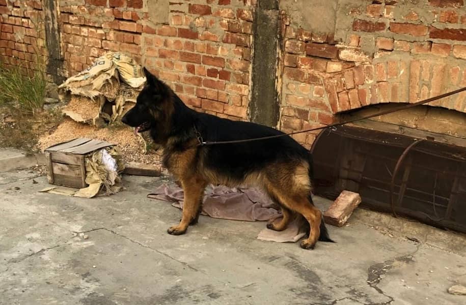 German shepherd female for sale | Dog Fore Sale | Heavy Beauty 1