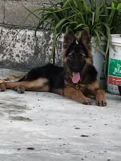 German shepherd female