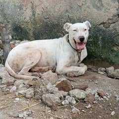 kohati Gultair male dog available for sale