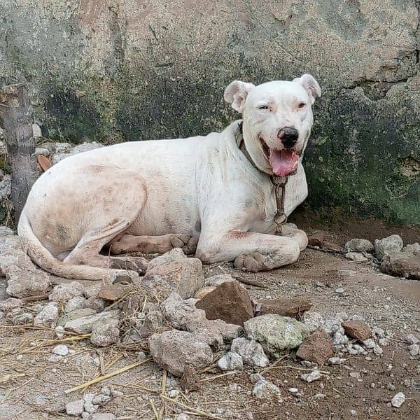 kohati Gultair male dog available for sale 0