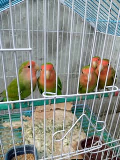 lovebirds breeder pair