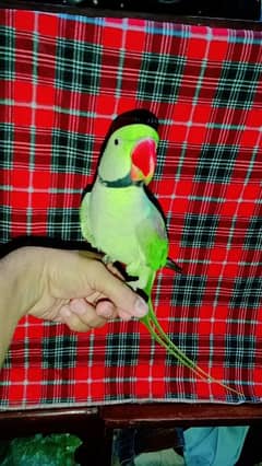 Beautiful green parrot