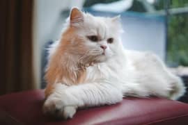 urjnt sale full white golden eyes Persian cat female