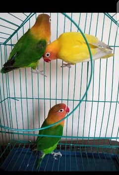 1 pair and 1 female with cage