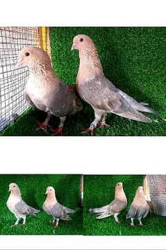 fancy and flying pigeon. . . read ful add. . 03201447384