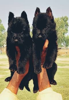 black German Shepherd puppies for sale 0