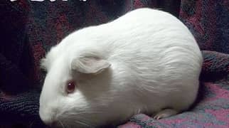 Guinea