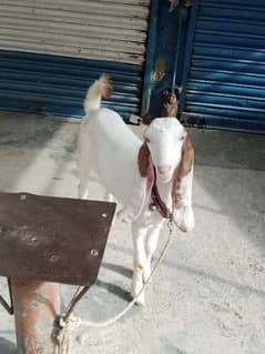 BAKRA