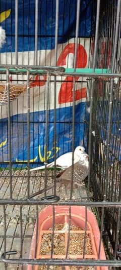 diamond paid dove pair for sale