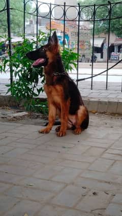 German shepherd long coat female 03244264272