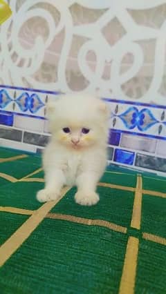 Persian pair pure white kittens /persian kitten