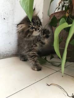 Persian kitten for sale rare colour triple coat.