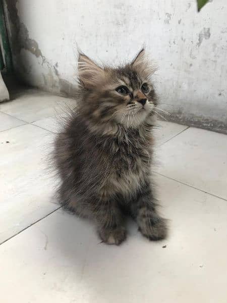 Persian kitten for sale rare colour triple coat. 2