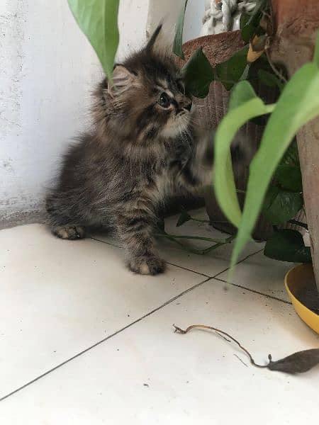 Persian kitten for sale rare colour triple coat. 4