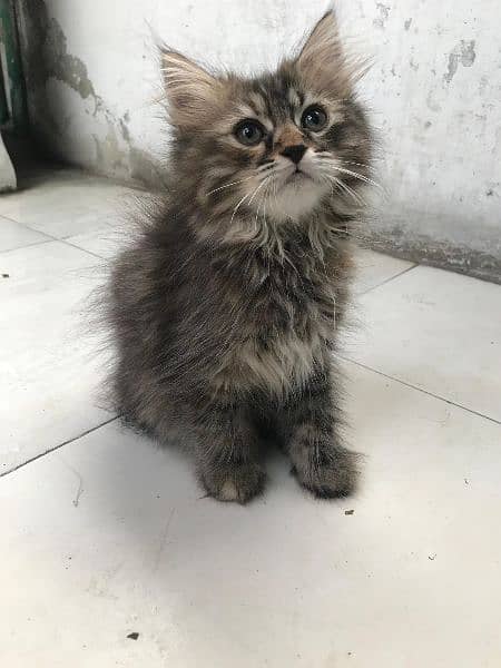 Persian kitten for sale rare colour triple coat. 8