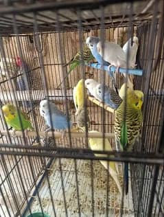 8 breeding pairs Australia red eyes parrots 0