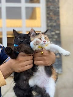 persian cats both female (contact on whatsapp or call 03088994459)