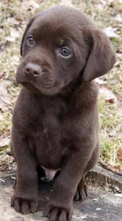 Chocolate male Labrador puppie