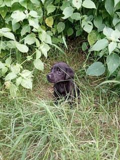 Labrador puppies