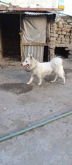 Beautiful Russian dog white color