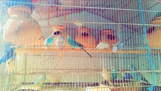 free Bird with bird and parrot 2 floor cage for urgent sale