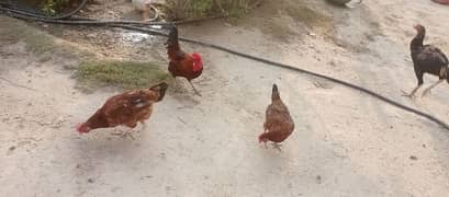 Desi Egg Laying Hens 2500 per piece