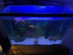 Big fish tank with fished and everything included for sale 0