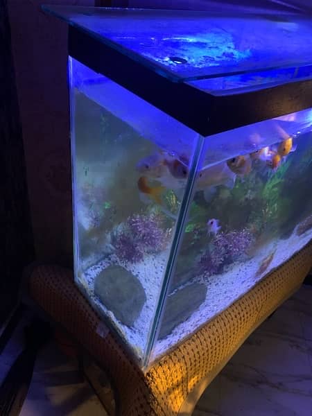 Big fish tank with fished and everything included for sale 1