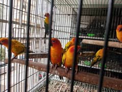 Sun Conure Breedar Pairs 
0317-2151409