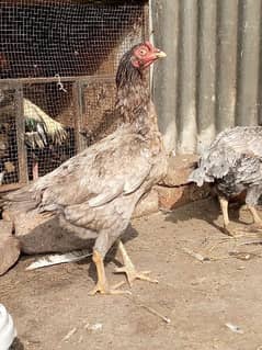 Aseel eggs available for sale 0