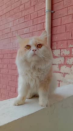 Persian cat