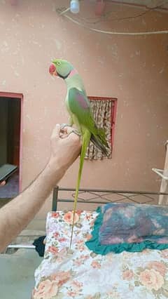 sweet parrot