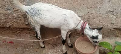 Bakra 4 months ka he