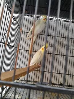 Common white cocktail breeder pair