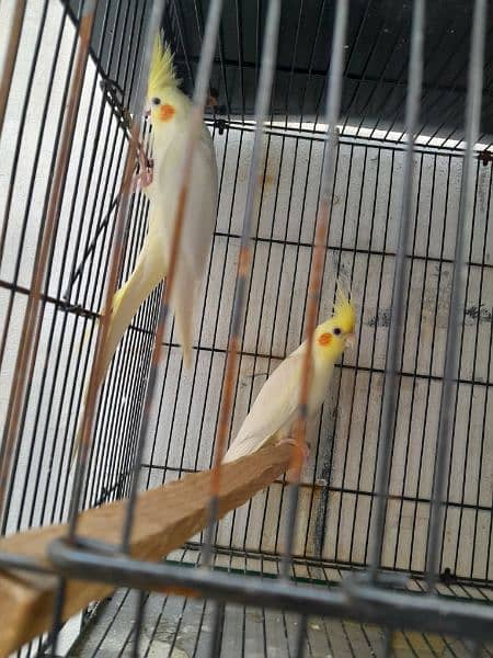 Common white cocktail breeder pair 1