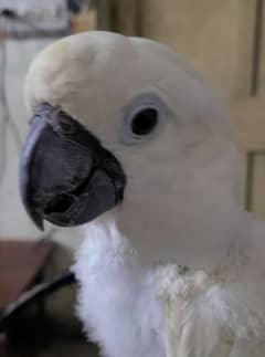 Umbrella Cockatoo