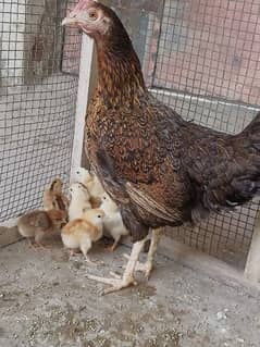 Hens With Chiks sindhi aseel mix Sindhi ( 03143571773)