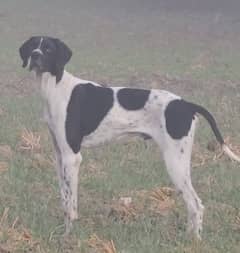 pure English pointer fully gun trained