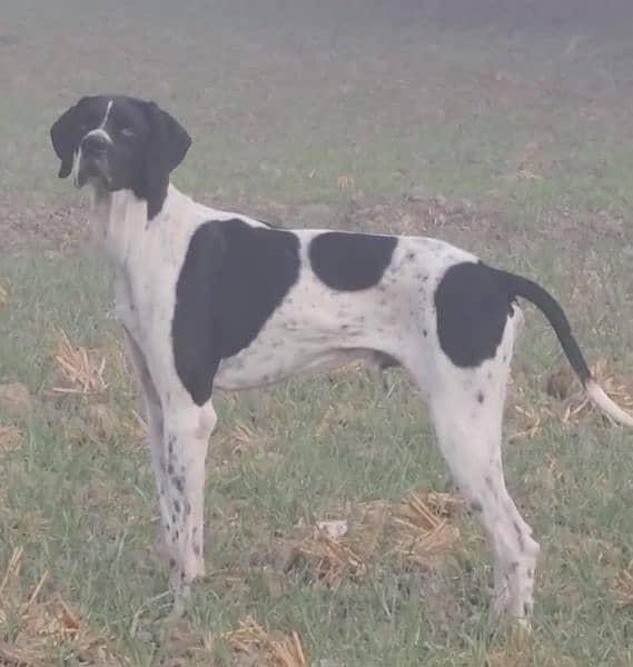 pure English pointer fully gun trained 0