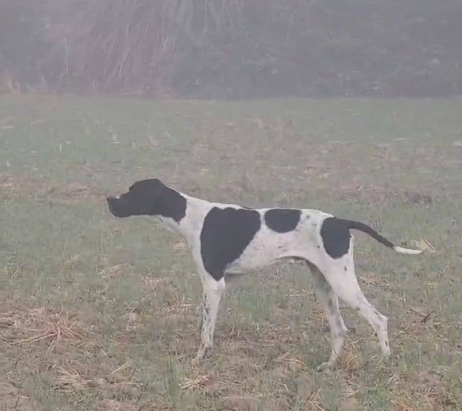 pure English pointer fully gun trained 1