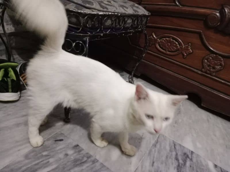 blue eye white male cat 3