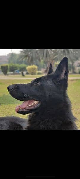 black German shepherd 3