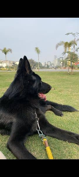 black German shepherd 4