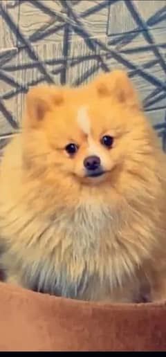 Pomeranian Dog For Urgent Sale 0