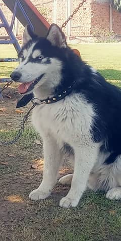 siberian husky