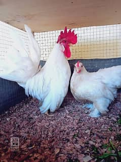 fancy hen pairs sale