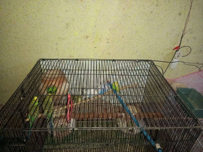 cage full ok 2800 03077004931 2