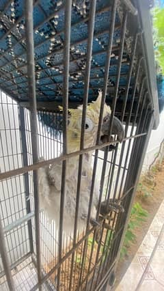 cockatoo for sale or exchange possible with other bird