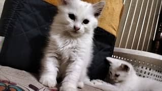 Persian kitten@ kitten @ cat@ Perisan cat@ Siamese @ odd eye@ blue eye