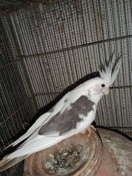 cockatiel Big Size Healthy and Active 10